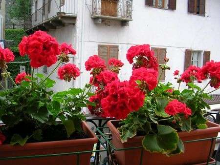Come curare le piante: preparare le fioriere per il balcone