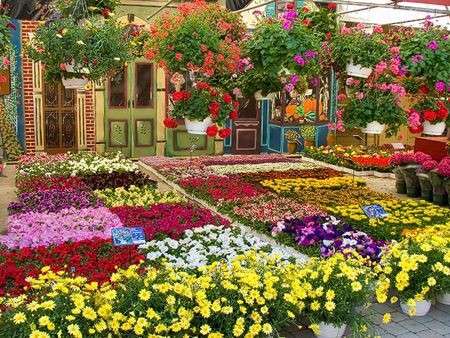 Significato dei fiori per scegliere quello giusto