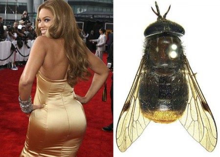 Povera Beyoncé, il suo nome e il suo lato B usati per identificare un tafano…