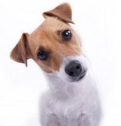 addestramento cani Palermo