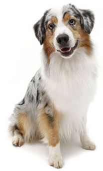 australian shepherd