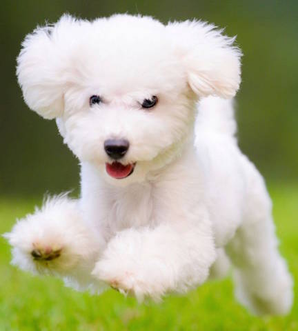 cercasi cani_O1