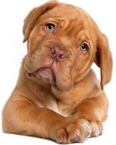 dog dogue de bordeaux puppy 410x290
