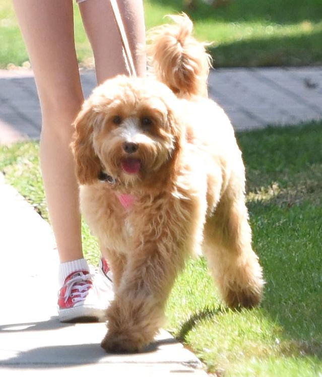 Marcia Cross passeggia con le figlie gemelle ed il cane