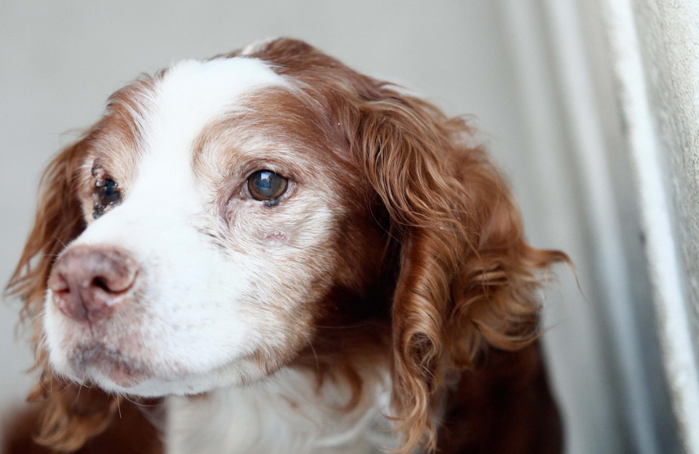 Jerry, il cane sepolto vivo dal padrone ritorna al canile in attesa di adozione
