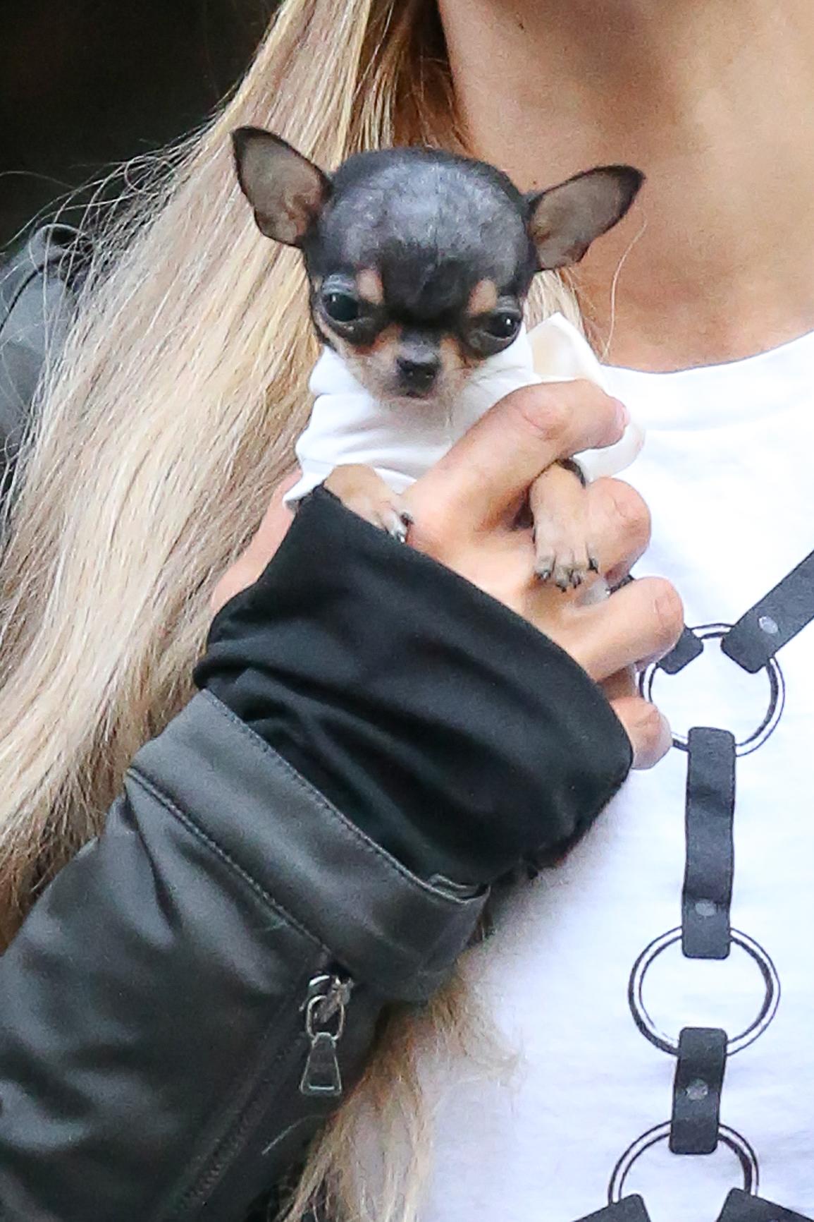 Paris Hilton a passeggio con il suo cagnolino