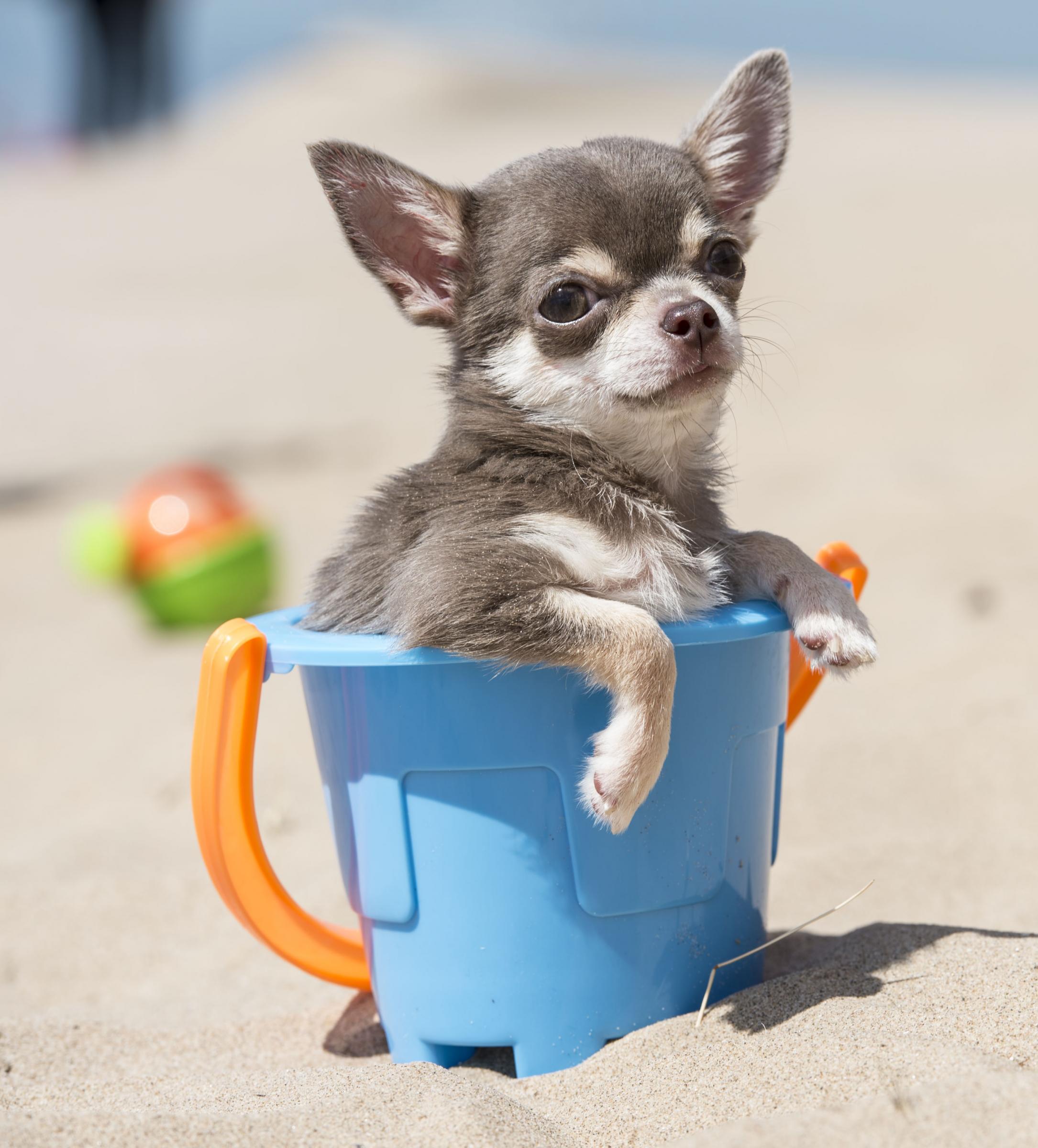 Il cane piu' piccolo del mondo