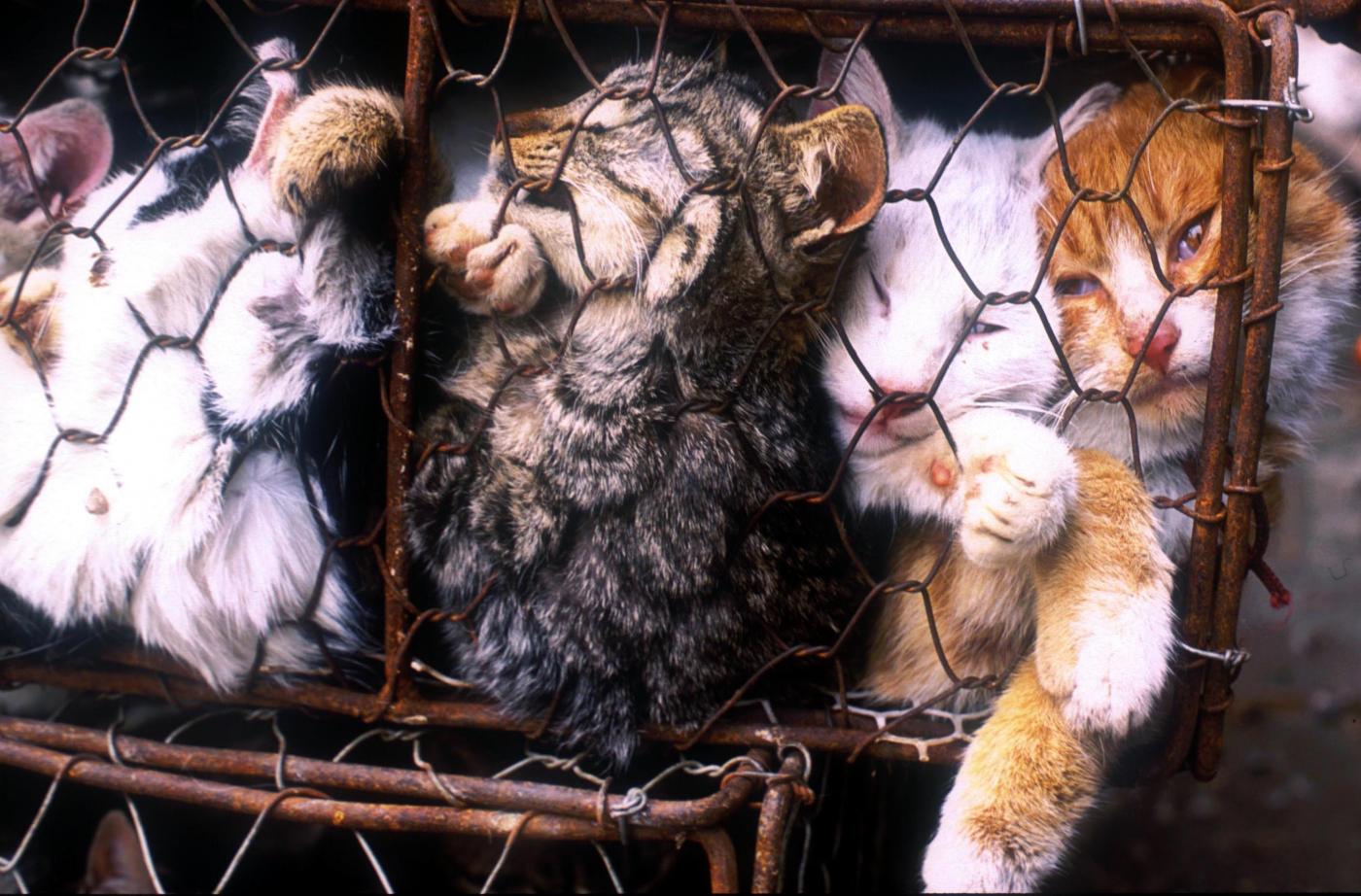 Taiwan, il consumo di carne di cane e di gatto è stato vietato: è il primo Paese asiatico