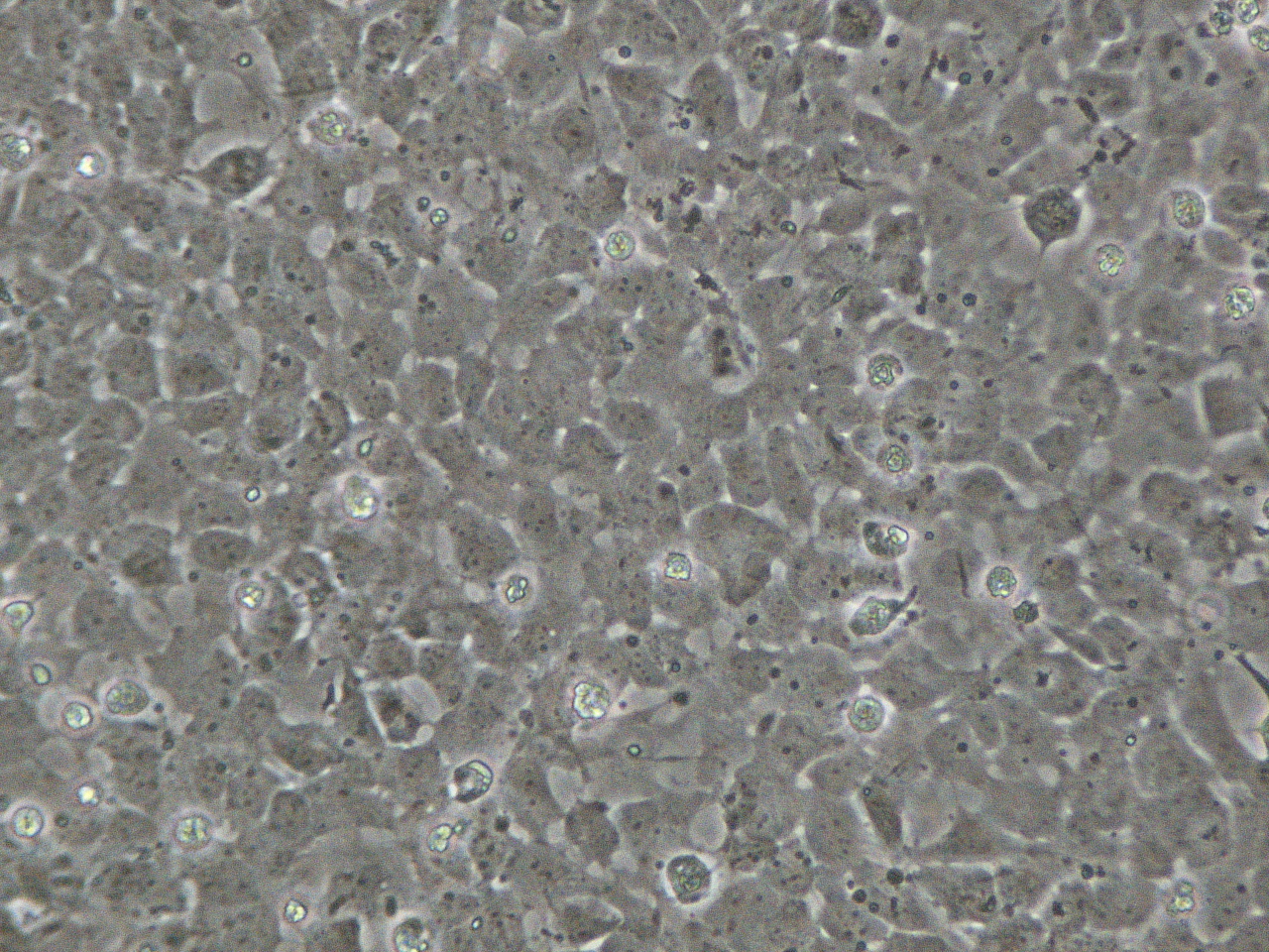Isolamento delle cellule staminali