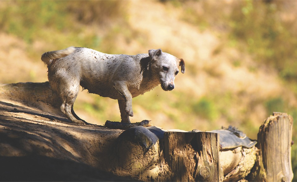 Veterinario salva un cane a un passo dalla morte, era ricoperto da 100.000 pulci