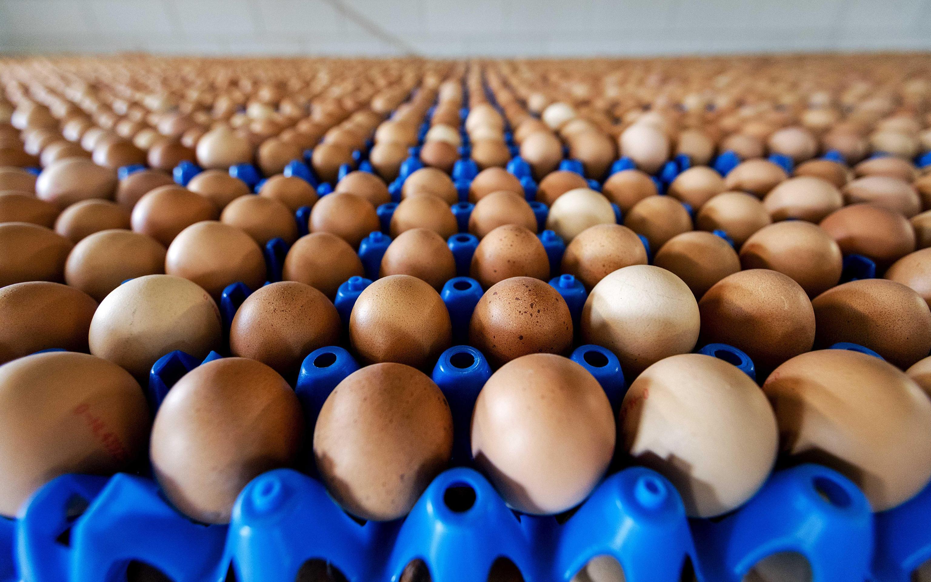 Germania, ritirate dal mercato milioni di uova olandesi contaminate dal Fipronil