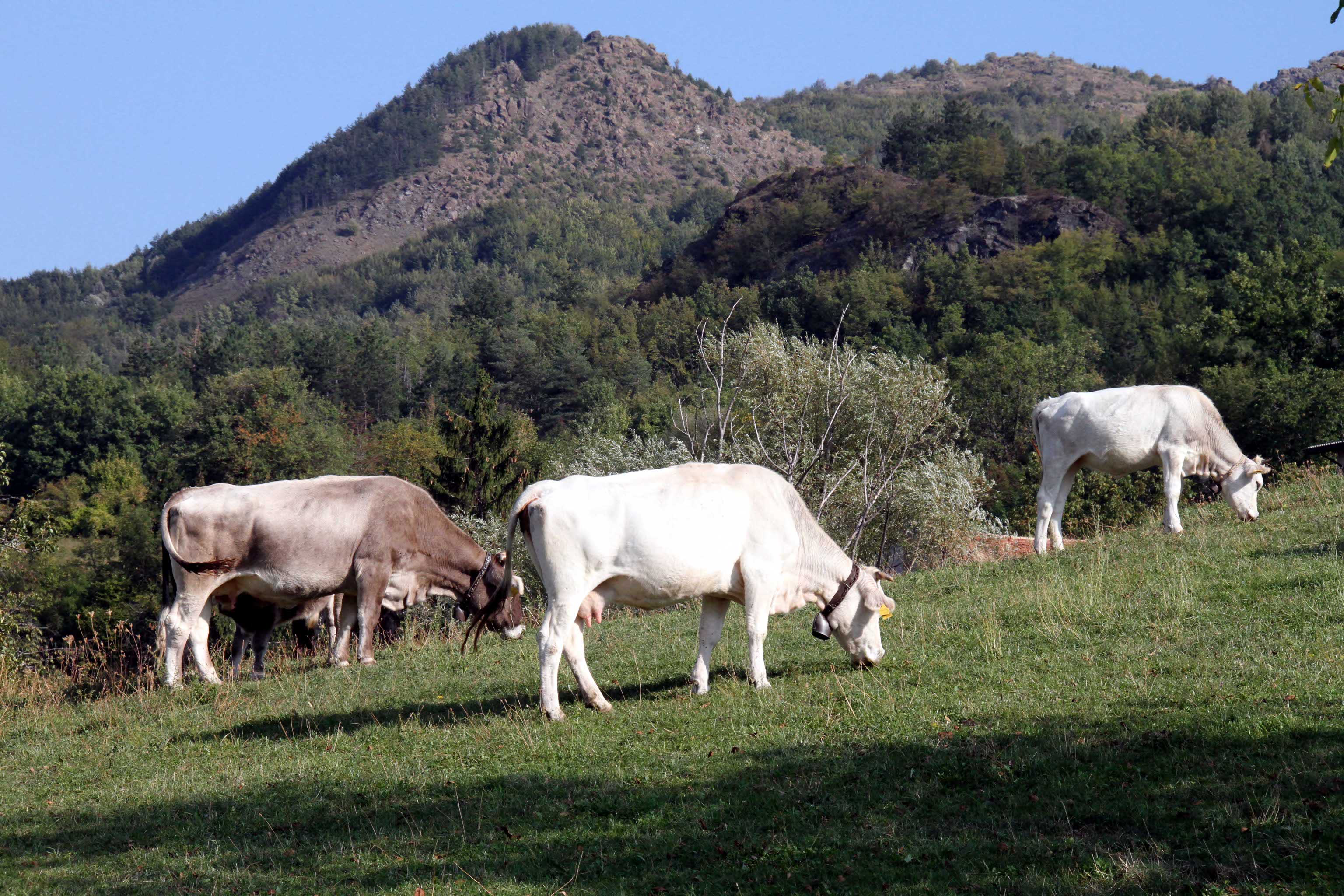 Allarme antrace a Roma: bovini morti e due persone contagiate