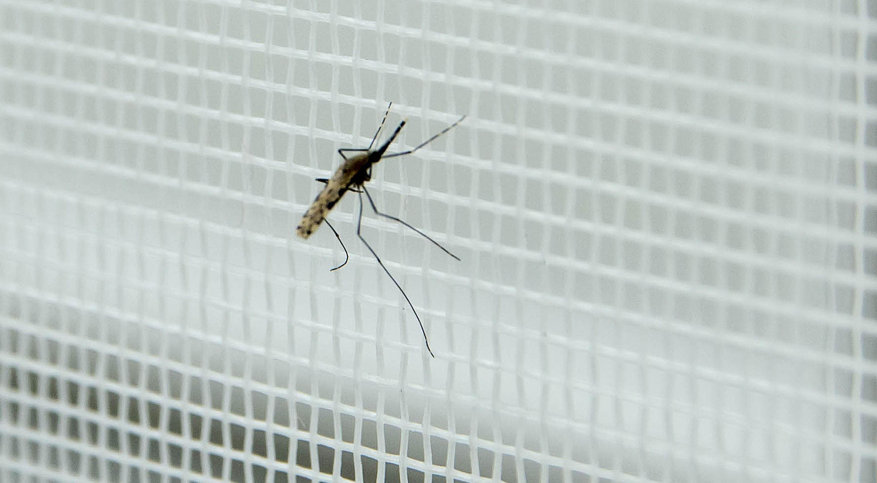 Bimba di 4 anni uccisa dalla malaria: stesso parassita dei pazienti di Trento