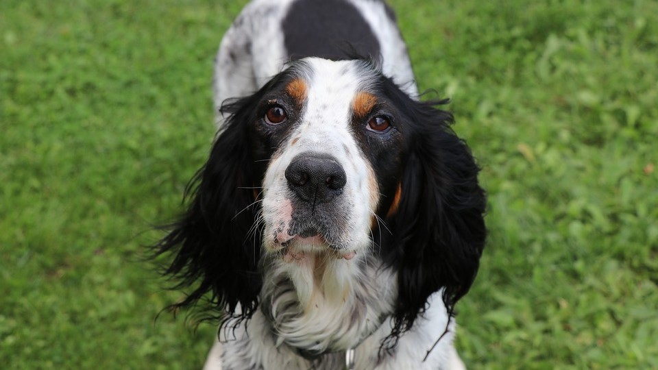 Roma, concessi due giorni di permesso retribuito per curare il cane malato