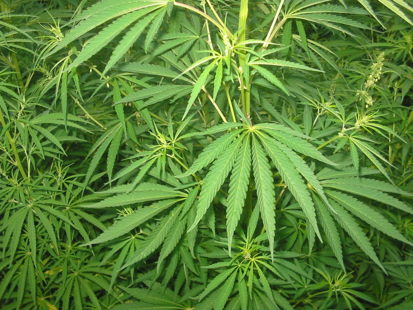 Bari: bambina di 3 anni consegna una bustina di marijuana alla maestra, denunciato il padre
