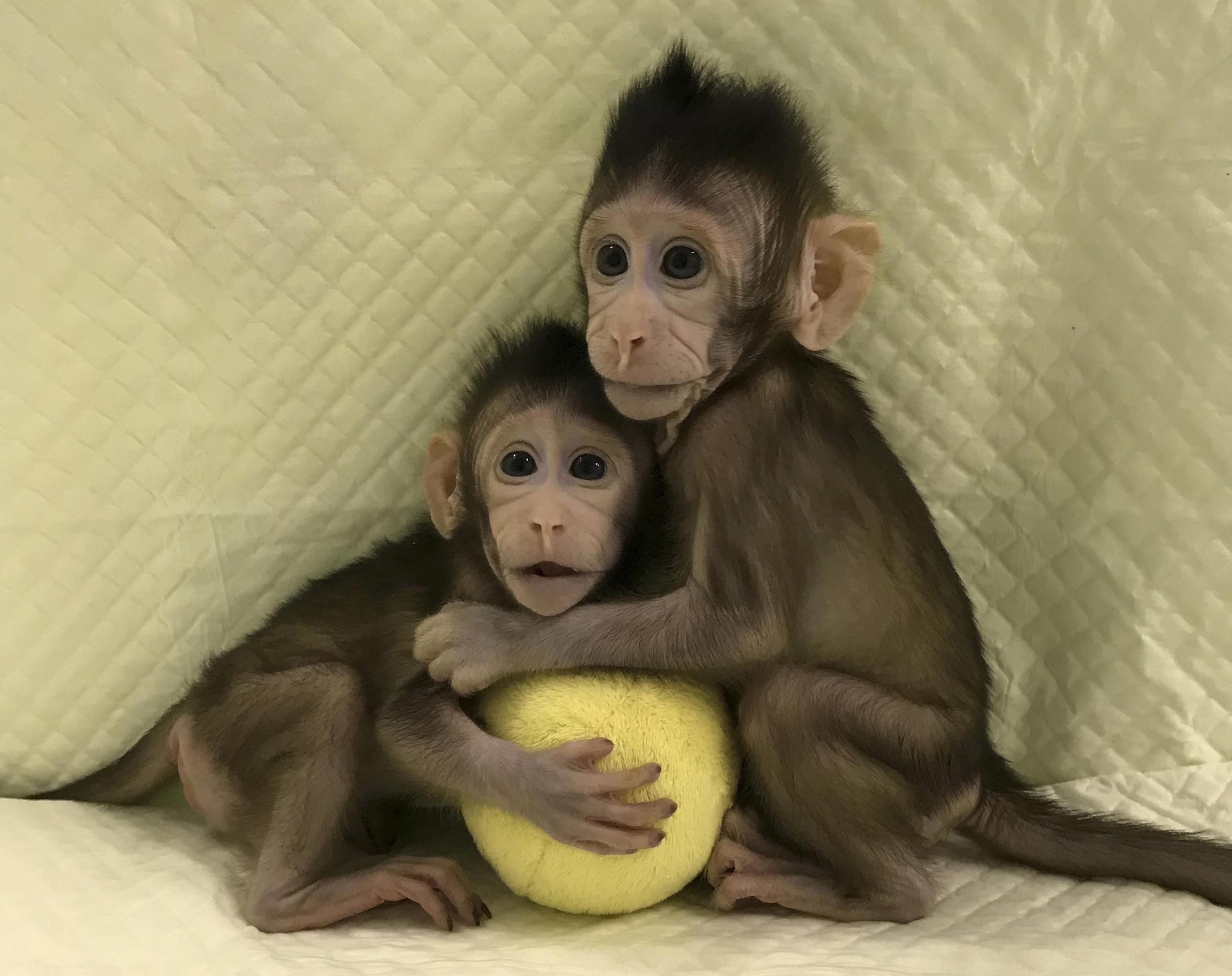 Cina, clonate per la prima volta due scimmie con il metodo Dolly