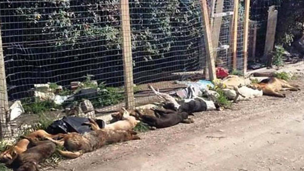 Sicilia, 30 cani uccisi a Sciacca: la strage compiuta col veleno