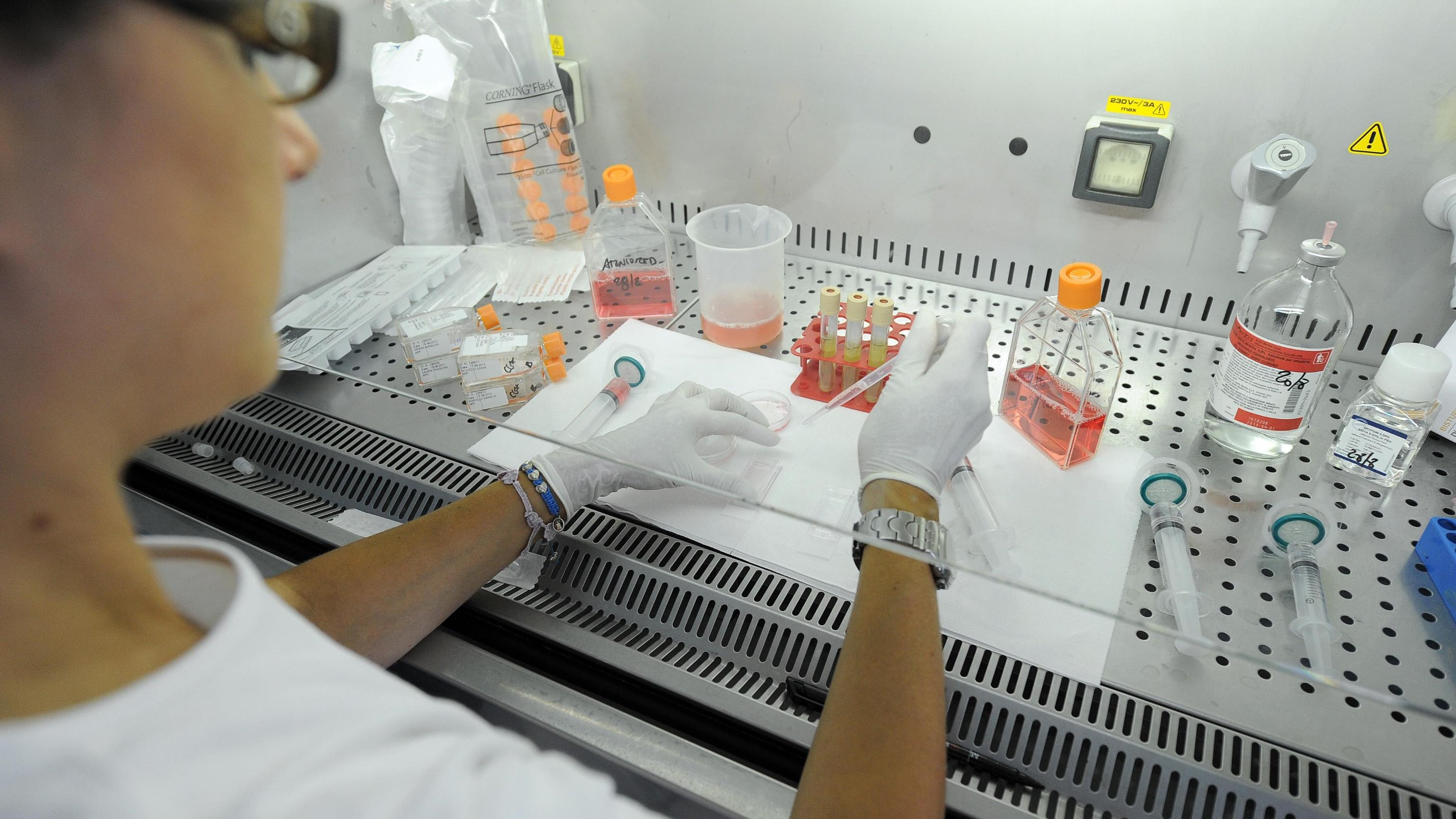 Usa, creato embrione ibrido pecora-uomo per trapianti d’organo