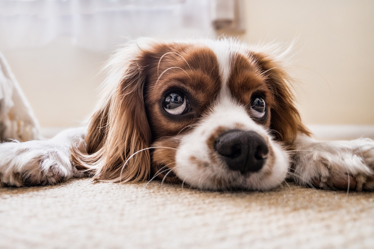 Cane scopre un tumore alla padrona annusandole il naso