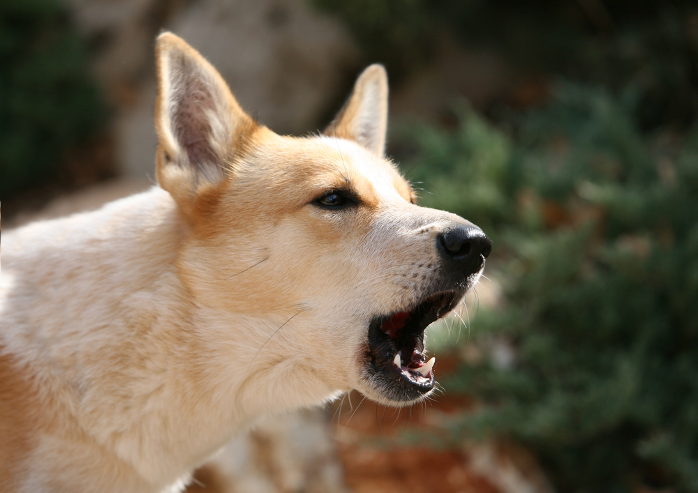 Cane salva la vita al padrone che aveva avuto un malore in casa