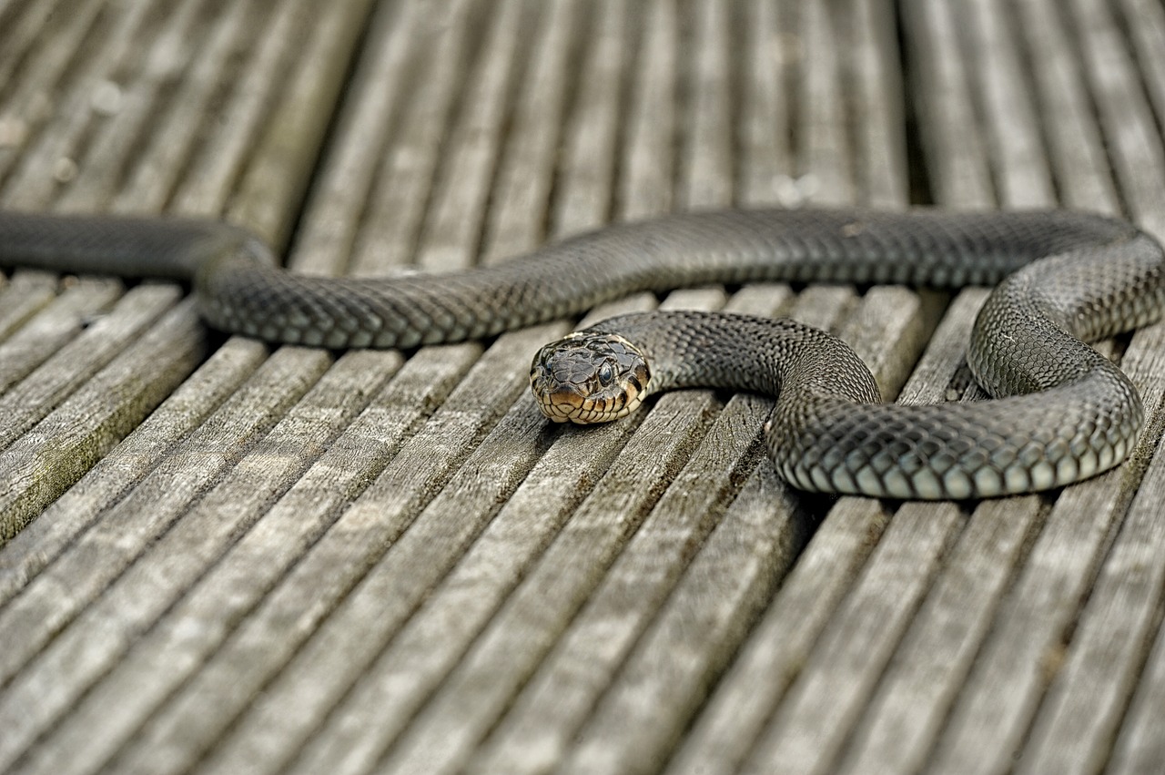 Mamma morsa nel sonno da un serpente allatta la figlia: muoiono entrambi avvelenati