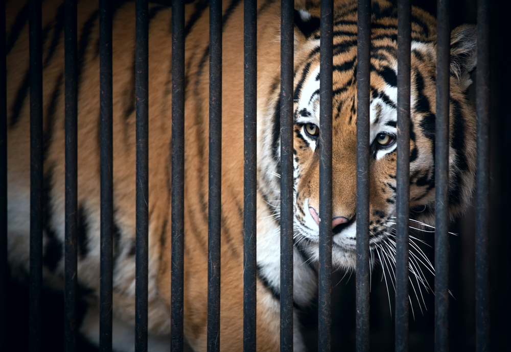 Portano una tigre al ballo della scuola: scoppia la polemica