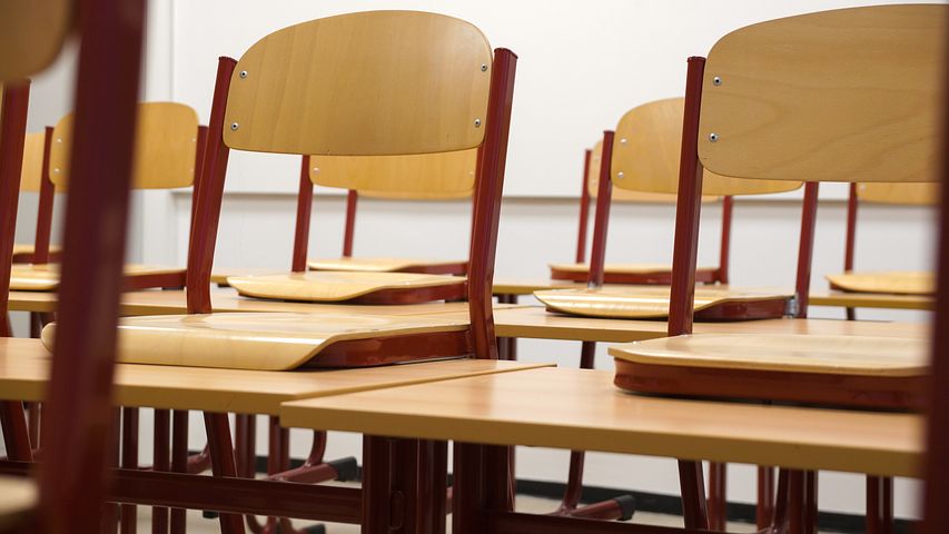 Bologna, topo cade sulla testa della maestra. La rabbia dei genitori: “Scuola infestata da anni”