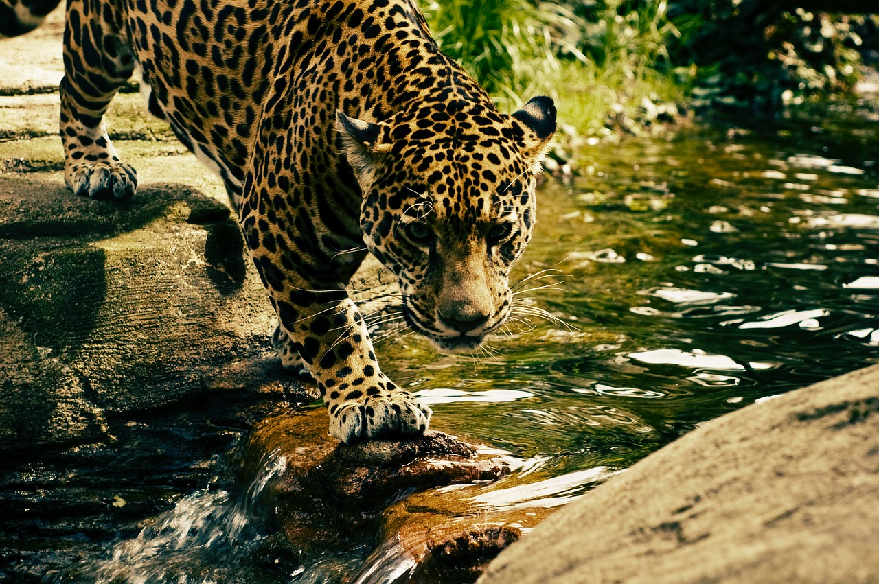 Bambino di 3 anni sbranato da un leopardo in un safari park in Uganda