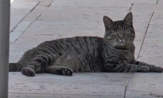 Tenny, la gattina che da mesi aspetta il suo padrone davanti alla porta dell’ospedale