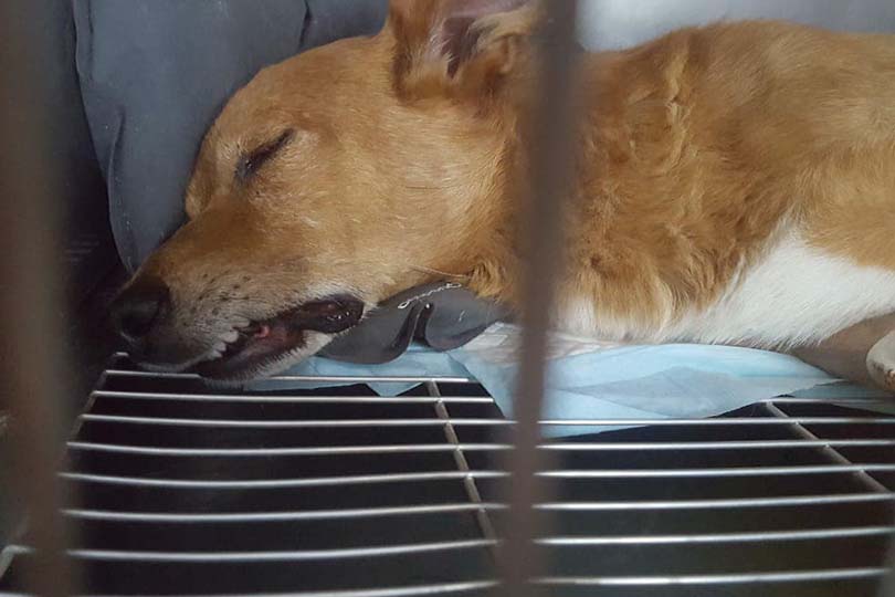 Latina: morto Lucky, il cagnolino preso a bastonate e gettato nei rifiuti