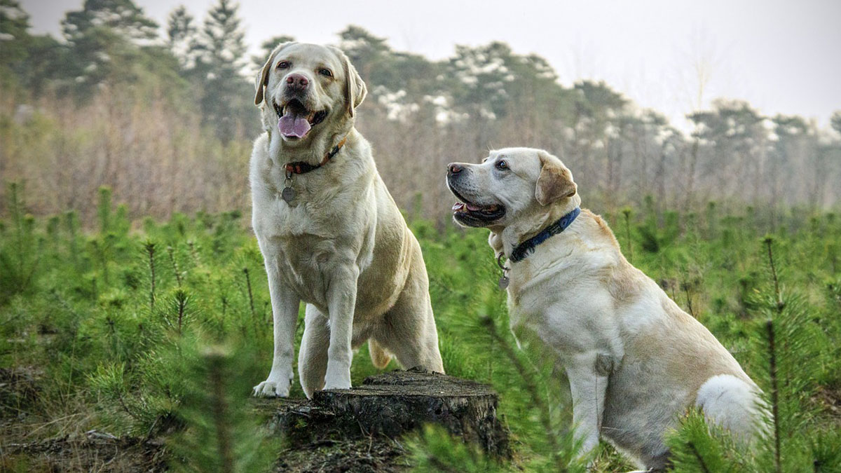 cani nel bosco