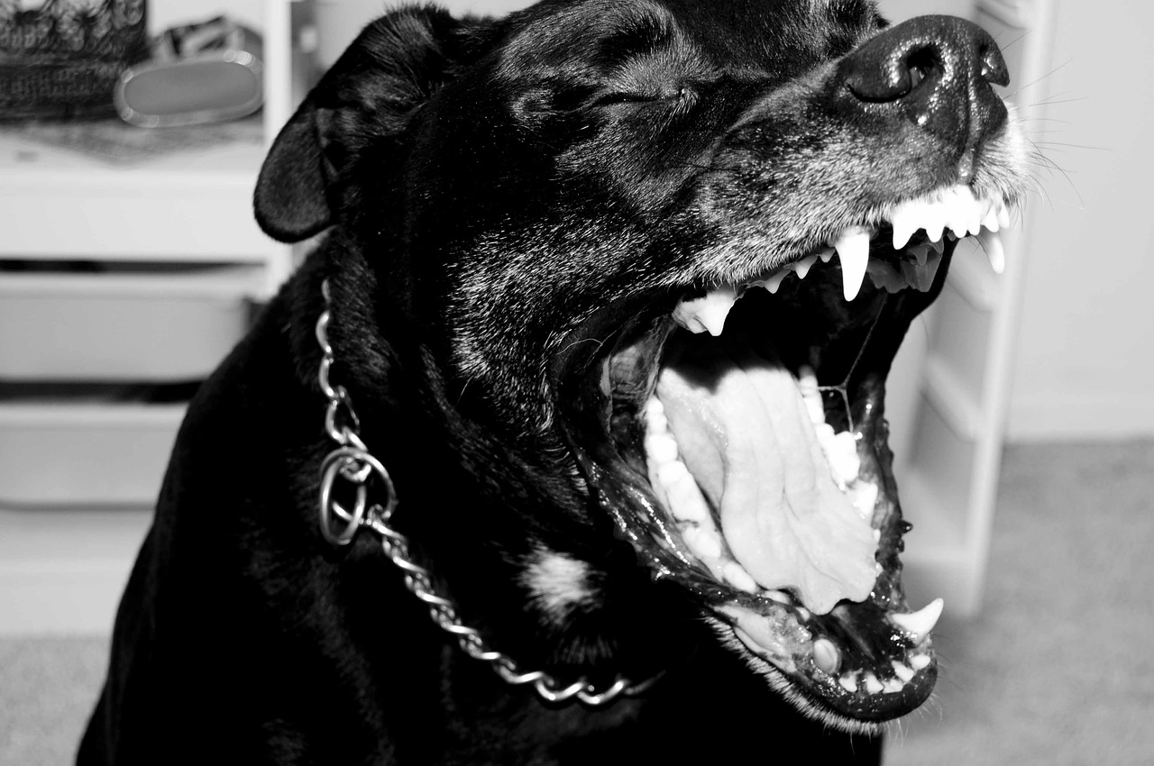 pitbull stacca braccio ragazza