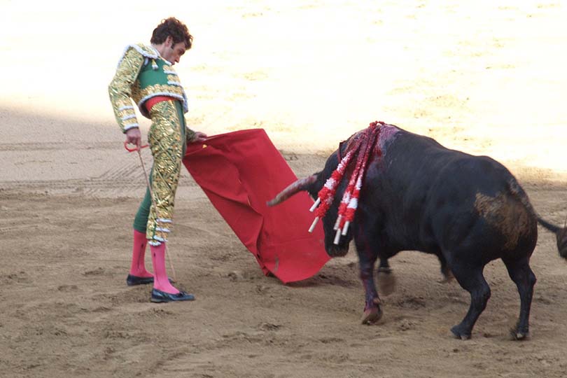 Portogallo, padre torero sfida l’animale con in braccio la figlia: nuova bufera sulle feste taurine