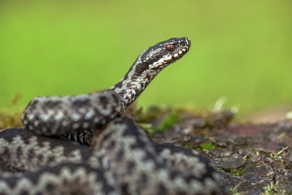 vipera