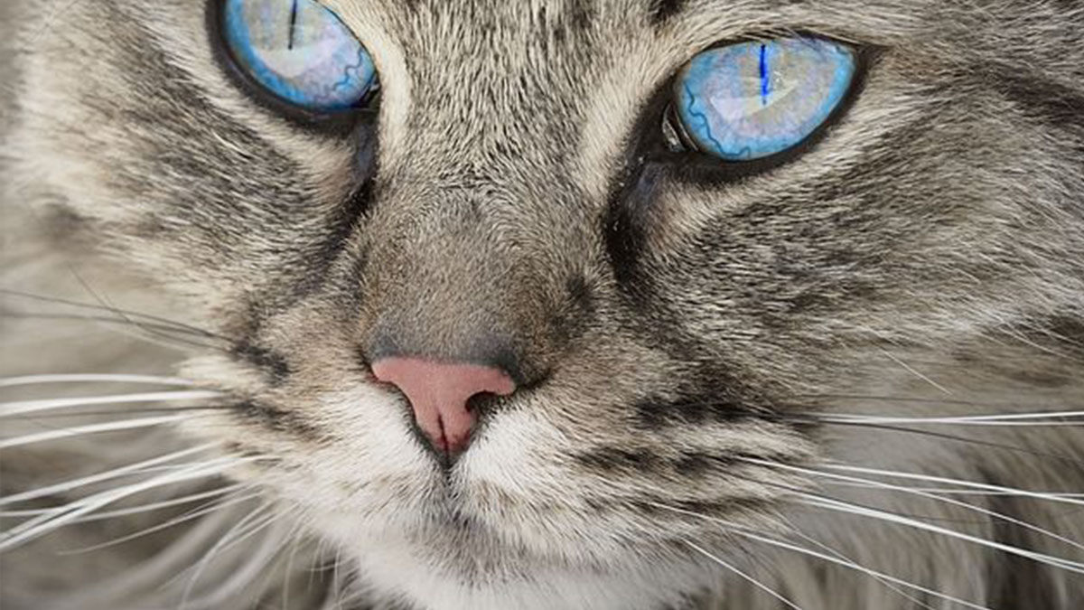 Graffiato dal suo gatto, contrae un’infezione gravissima: è la febbre dei conigli