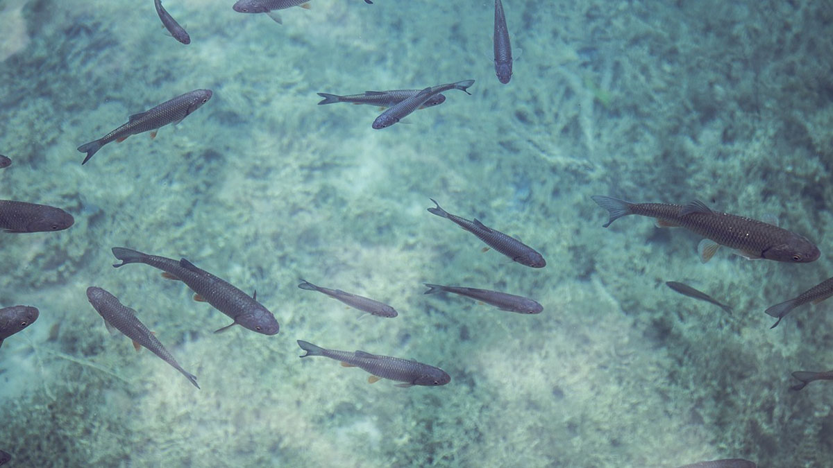 Fish spa in Thailandia: donna perde cinque dita per un’infezione