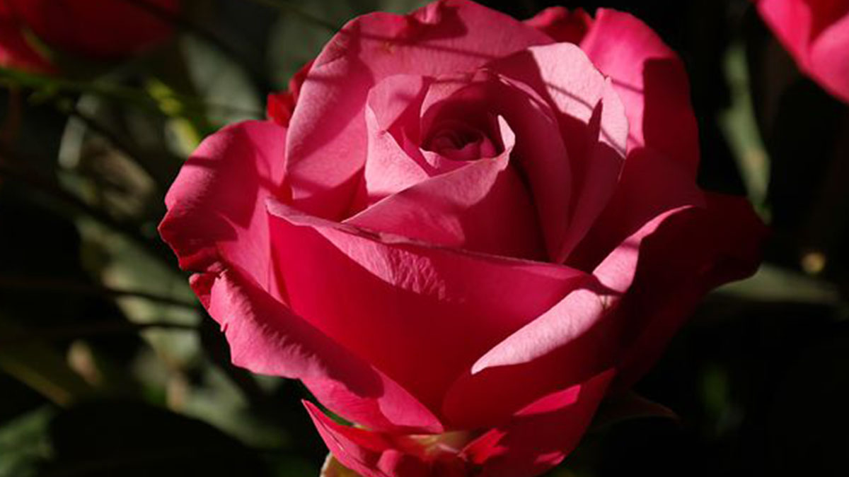 Punta da una rosa in giardino, 43enne contrae batterio killer