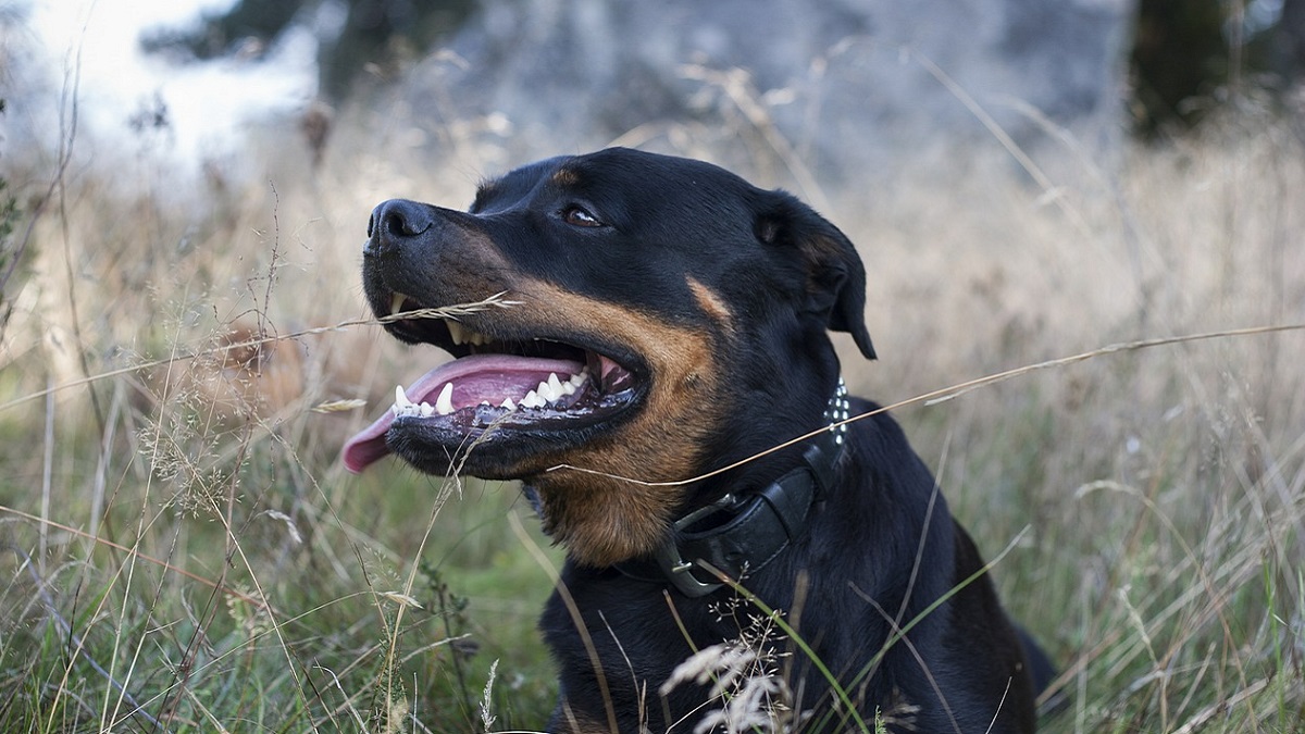 Sassari: rottweiler aggredisce un bambino di 3 anni, il padrone uccide il cane