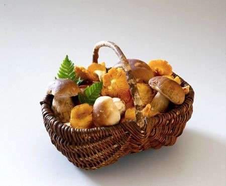 Autunno: due ricette a base di funghi