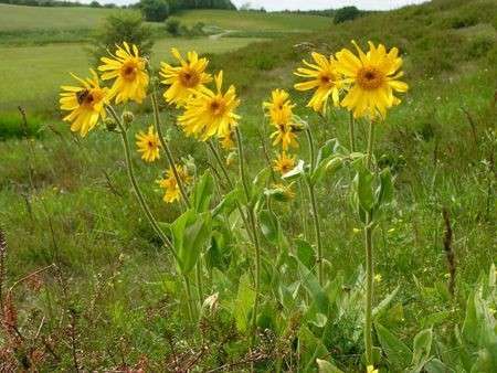 I rimedi naturali per chi fa sport