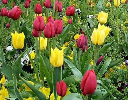 Tulipani: li pianti in autunno, sbocciano in primavera