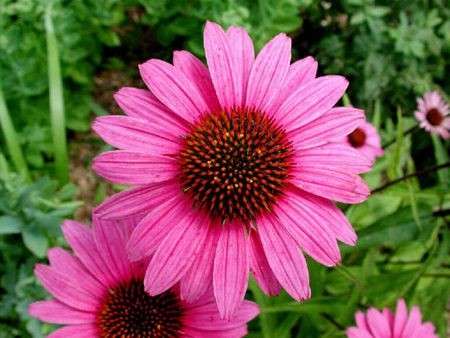 Influenza: preveniamola con l’echinacea