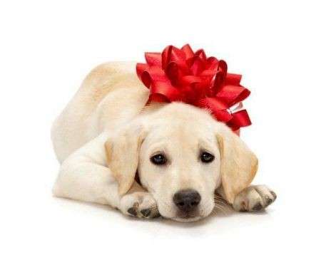 Cuccioli in regalo: il cane per i bambini