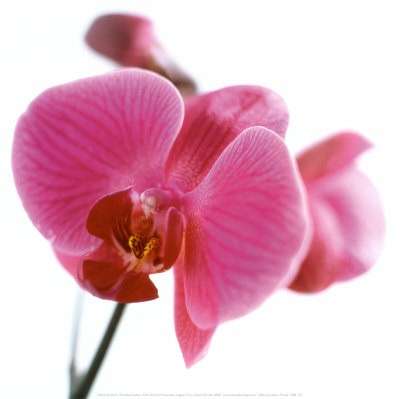 Fiori: come curare le Orchidee