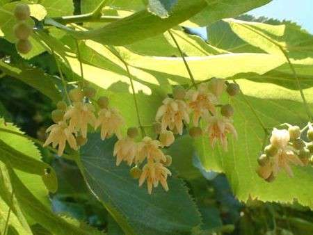 Tiglio: il rimedio naturale contro l’ansia