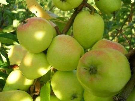 La mela, un frutto nutriente