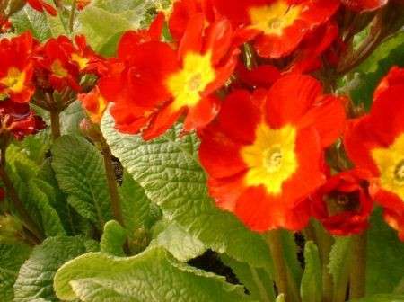 Primula: i benefici del fiore