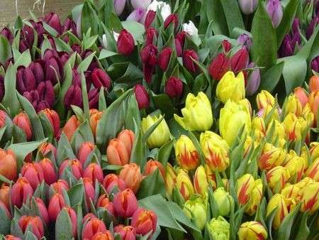 tulipani recisi