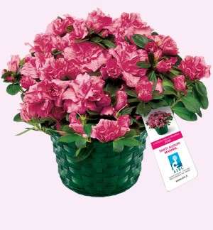 azalea ricerca
