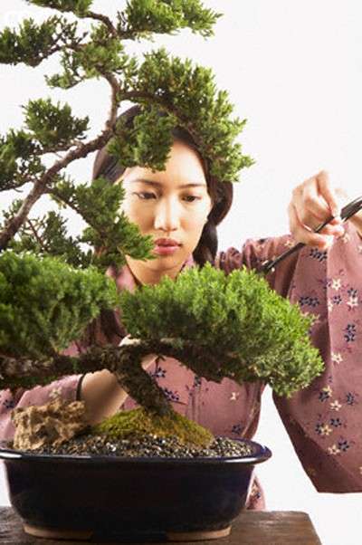 bonsai
